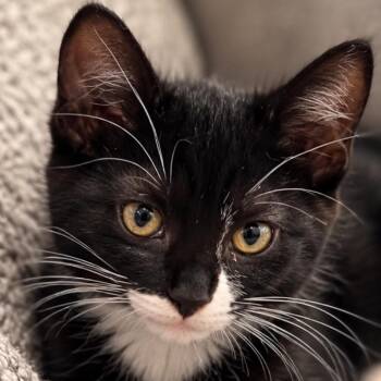 Rory -  Domestic Medium Hair Cat for Adoption in Ferndale, Washington - Rory | PetCurious