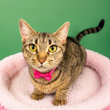 Aquafina -  Domestic Short Hair Cat for Adoption in Binghamton, New York - Aquafina | PetCurious