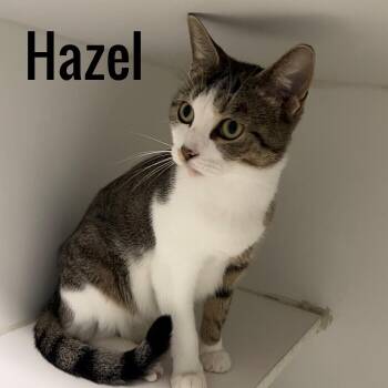 Hazel -  Domestic Short Hair Cat for Adoption in Pleasantville, New Jersey - Hazel | PetCurious