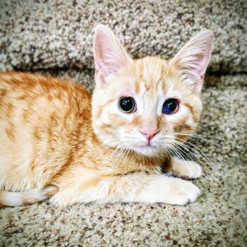 Domestic Short Hair Cats Available for Adoption - Cupid | PetCurious