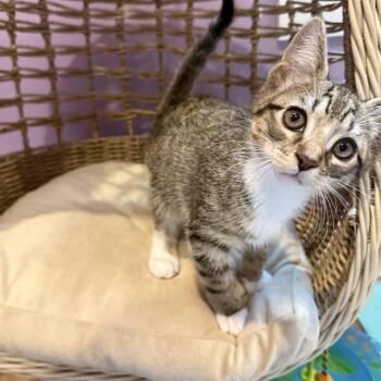 Scooter -  Domestic Short Hair Cat for Adoption in Albany, New York - Scooter | PetCurious
