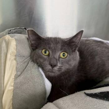 Domestic Short Hair Cats Available for Adoption - Walter Chang | PetCurious