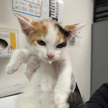 Fuzzy Wuzzy -  Domestic Medium Hair Cat for Adoption in Charleston, West Virginia - Fuzzy Wuzzy | PetCurious