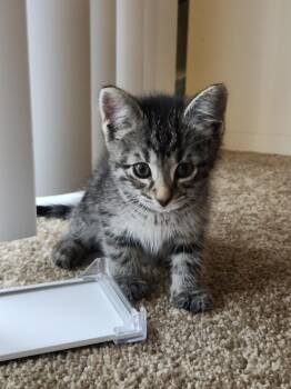 Tinkerbell (26-104 C) -  Domestic Short Hair Cat for Adoption in Lansing, Michigan - Tinkerbell (26-104 C) | PetCurious