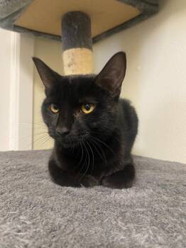 Domestic Short Hair Cats Available for Adoption in Sandusky, Ohio - Pancake | PetCurious
