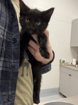 Domestic Short Hair Cats Available for Adoption in Indianapolis, Indiana - APACHE | PetCurious
