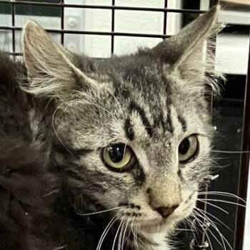 Mouse -  Domestic Short Hair Cat for Adoption in Las Cruces, New Mexico - Mouse | PetCurious