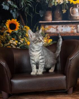 Pancake -  Domestic Short Hair Cat for Adoption in Lapeer, Michigan - Pancake | PetCurious