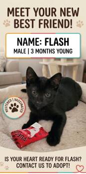 Flash -  Domestic Short Hair Cat for Adoption in Lewis Center, Ohio - Flash | PetCurious