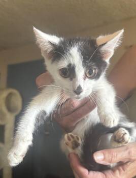 Rescue Turkish Van and Devon Rex Cats for Adoption in Hi Vista, California - Rip | PetCurious