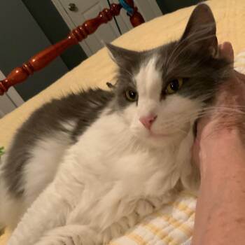 Domestic Long Hair Cats Available for Adoption in Roanoke, Virginia - Lucky | PetCurious