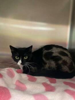 Domestic Short Hair Cats Available for Adoption in Fergus Falls, Minnesota - River | PetCurious