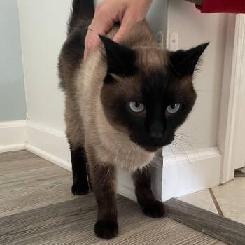 Connor -  Siamese Cat for Adoption in Holly, Michigan - Connor | PetCurious