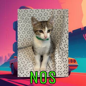 Domestic Medium Hair Cats Available for Adoption in Royse City, Texas - Nos | PetCurious