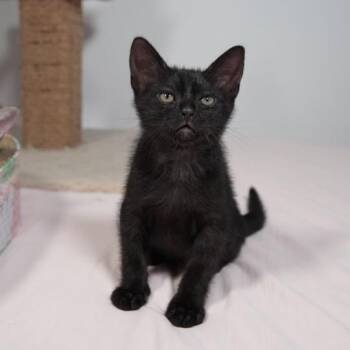 Domestic Short Hair Cats Available for Adoption in Port Richey, Florida - Bean | PetCurious