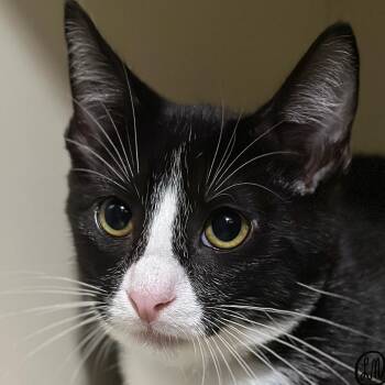 Otis -  Domestic Short Hair Cat for Adoption in Victor, New York - Otis | PetCurious