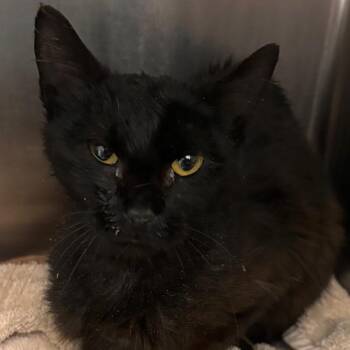 Stallone -  Domestic Short Hair Cat for Adoption in Matteson, Illinois - Stallone | PetCurious
