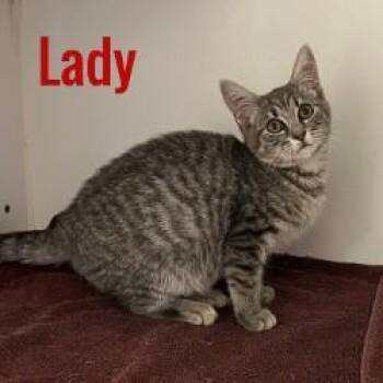 Lady -  Domestic Short Hair Cat for Adoption in Pleasantville, New Jersey - Lady | PetCurious