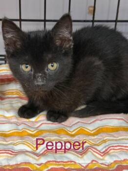 Domestic Short Hair Cats Available for Adoption in Saint Francisville, Louisiana - Pepper | PetCurious