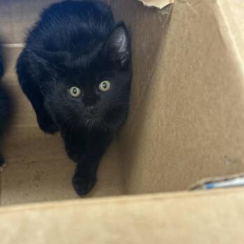 Julius -  Domestic Short Hair Cat for Adoption in Starkville, Mississippi - Julius | PetCurious