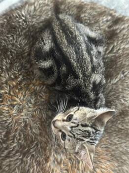 Queenie -  Domestic Short Hair Cat for Adoption in Vallejo, California - Queenie | PetCurious