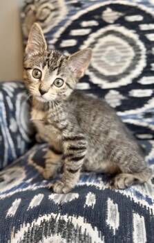 Leona -  Domestic Short Hair Cat for Adoption in Crown Point, Indiana - Leona | PetCurious