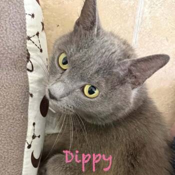 Dippy -  Domestic Short Hair Cat for Adoption in Parkersburg, West Virginia - Dippy | PetCurious