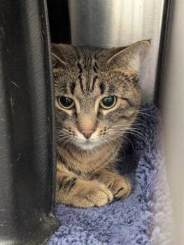 Domestic Short Hair Cats Available for Adoption - SKY | PetCurious