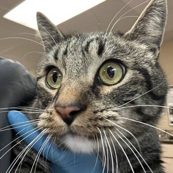 Harry the Cat - Gentle Giant -  Domestic Short Hair Cat for Adoption in Flagstaff, Arizona - Harry The Cat - Gentle Giant | PetCurious