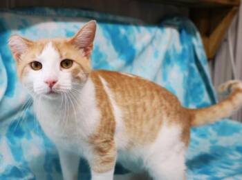 Binx King -  Domestic Short Hair Cat for Adoption in Thief River Falls, Minnesota - Binx King | PetCurious