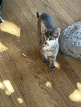NOVA -  Domestic Short Hair Cat for Adoption in Broomfield, Colorado - NOVA | PetCurious