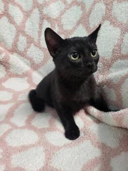 Bingus -  Domestic Short Hair Cat for Adoption in Covington, Louisiana - Bingus | PetCurious