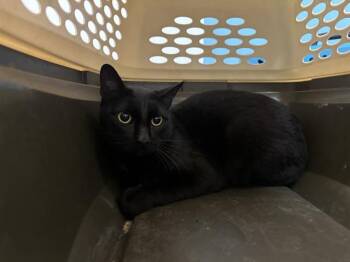 Domestic Short Hair Cats Available for Adoption in Rowlett, Texas - MOUSSE | PetCurious