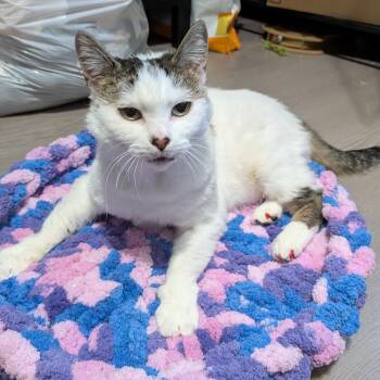 Downy -  Domestic Short Hair Cat Available for Adoption in Chilliwack, British Columbia - Downy | PetCurious