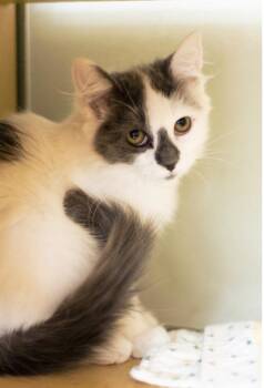Jorgina -  Domestic Medium Hair Cat for Adoption in Fort Lupton, Colorado - Jorgina | PetCurious