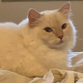 Ragdoll Cats Available for Adoption in South Elgin, Illinois - Mona - Home To Home | PetCurious