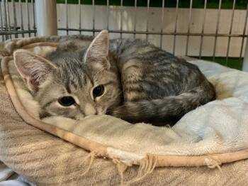 Domestic Short Hair Cats Available for Adoption in Annapolis, Maryland - Gator (with Alli) | PetCurious