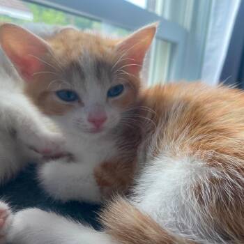 Bagel -  American Shorthair Cat Available for Adoption in Bethel, Connecticut - Bagel | PetCurious