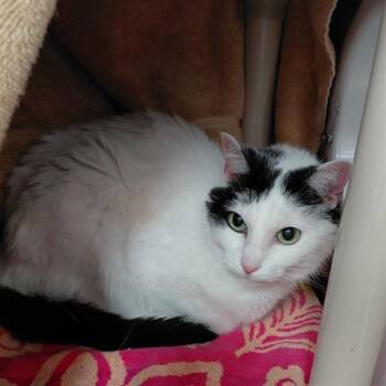 Domestic Short Hair Cats Available for Adoption - CELCIUS | PetCurious