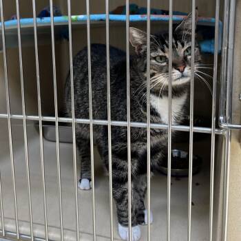 Flower -  Tabby Cat for Adoption in Clarksville, Virginia - Flower | PetCurious