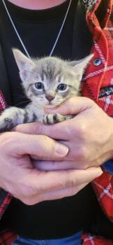Rescue Domestic Short Hair Cats for Adoption in Town 
