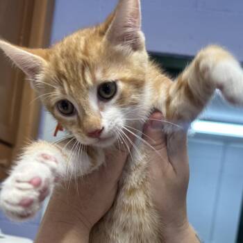 Copper (Orange Collar) -  Domestic Short Hair Cat for Adoption in Newport, Tennessee - Copper (Orange Collar) | PetCurious