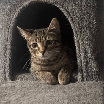 Rescue Domestic Short Hair Cats for Adoption in Chicago, Illinois - Focaccia | PetCurious