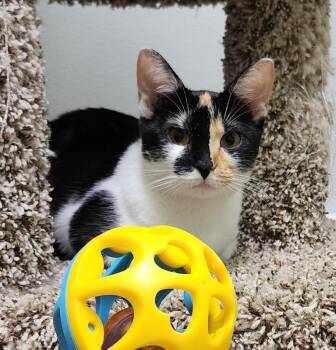 Wattle -  Domestic Short Hair Cat for Adoption in Jackson, Tennessee - Wattle | PetCurious