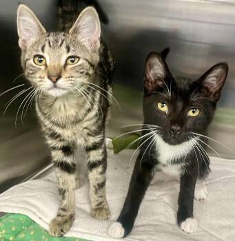 Domestic Short Hair Cats Available for Adoption - Gypsy | PetCurious