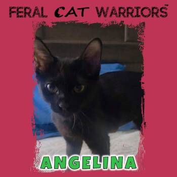 Angelina -  Domestic Short Hair Cat for Adoption in Kingman, Arizona - Angelina | PetCurious