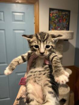 Tempo -  Domestic Short Hair and Tabby Cat for Adoption in Emerald Isle, North Carolina - Tempo | PetCurious
