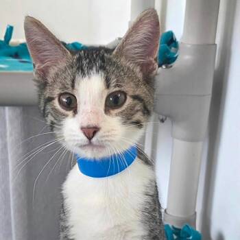 Carl Jr. -  Domestic Short Hair Cat for Adoption in Buffalo, New York - Carl Jr. | PetCurious