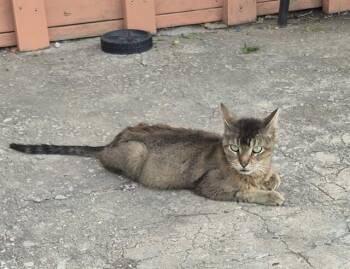 Domestic Medium Hair Cats Available for Adoption - WHISKERS | PetCurious