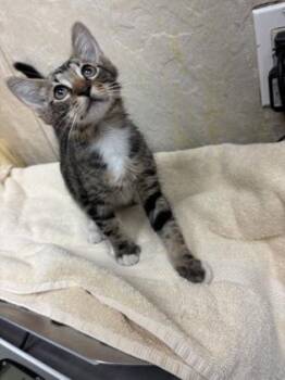 Kale -  Domestic Short Hair Cat for Adoption in Honolulu, Hawaii - Kale | PetCurious